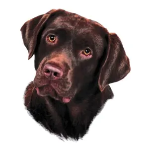 Naklejka na samochód Pies Labrador - 13x11 cm